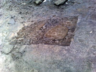 Прикрепленное изображение: ковер.jpg